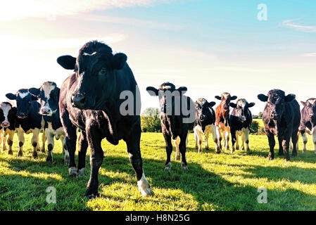 Gruppo di nazioni unite-tag curioso agricoltura vacche organico, in bianco e nero in un verde campo di erba, girato a livello del suolo Foto Stock