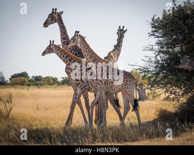 Quattro le giraffe vicino in movimento insieme come una sola unità nel Moremi National Park, Botswana Foto Stock