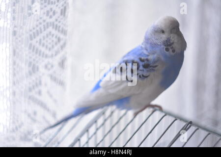 Parrot su una gabbia Foto Stock
