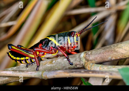 Gomma orientale grasshopper Foto Stock