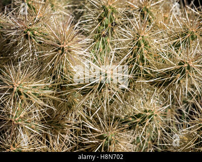 Bianco spinoso Opuntia cactus cluster Foto Stock