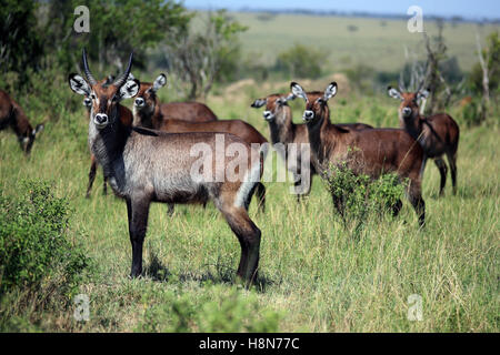 Waterbucks sulla savana, Masai Mara, Kenya Foto Stock