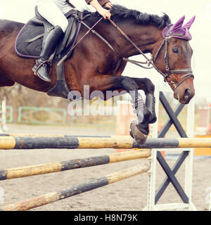 Chiudere l immagine del cavallo di salto a ostacoli sulla barra su show jumping concorrenza. Calda tonalità di colore immagine Foto Stock