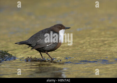 Bianco-throated Dipper Cinclus cinclus arroccato su scogliere sommerse in un veloce flusso Foto Stock