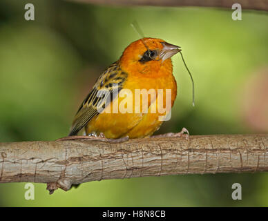 Testa nera Tessitore (ploceus melanocephalus) Foto Stock