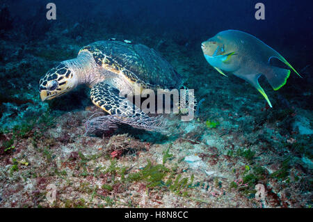 Tartaruga embricata e angelfish Foto Stock