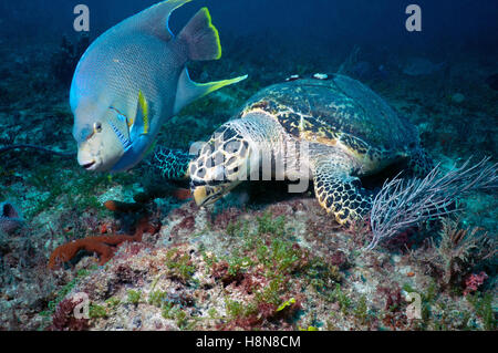 Tartaruga embricata e blue angelfish Foto Stock