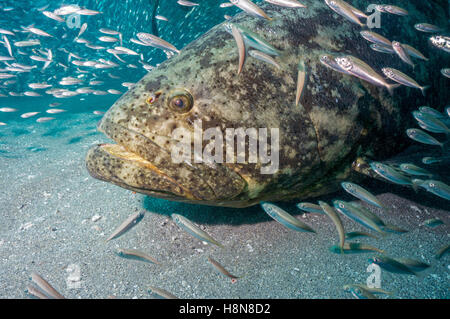 Golia cernia e baitfish Foto Stock