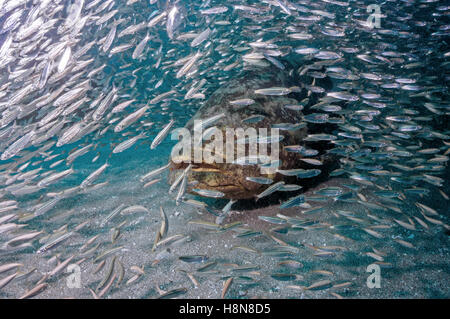 Golia cernia nascondendo in baitfish Foto Stock