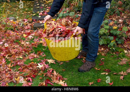 Giardino trug di plastica riempito con le foglie in autunno Giardino Inglese Foto Stock
