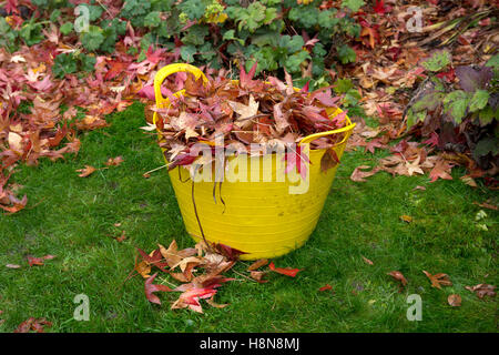 Giardino trug di plastica piena di foglie in autunno Giardino Inglese Foto Stock