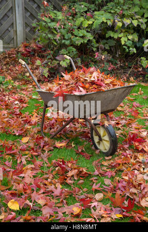 Ruota piena di barrow di foglie sul prato in giardino inglese in autunno Foto Stock