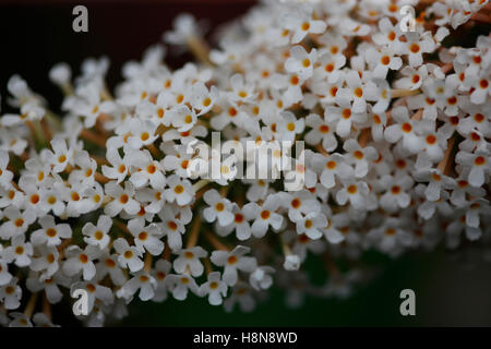 La squisita buddleia davidii fioritura bianco spike - estate preferito Jane Ann Butler JABP Fotografia1712 Foto Stock
