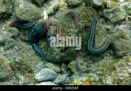 Gruppo di barbuto Fireworms Hermodice carunculata, Chalki, Dodecaneso, Grecia. Foto Stock