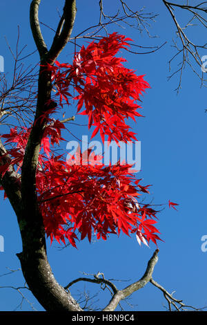 Acer alberi durante l'autunno, Bute Park, Cardiff, Galles. Foto Stock