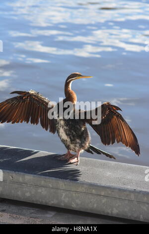 Cormorano bambino per i bagni di sole porto Perth Australia Foto Stock