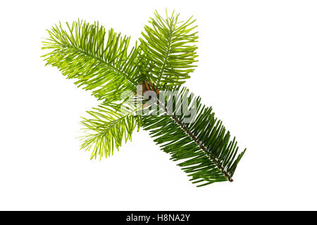 Douglasfichte, Douglasie, Douglas-Fichte, Douglastanne, Pseudotsuga menziesii, Douglas Fir, Douglas-fir, Oregon pine, pin d'Oreg Foto Stock