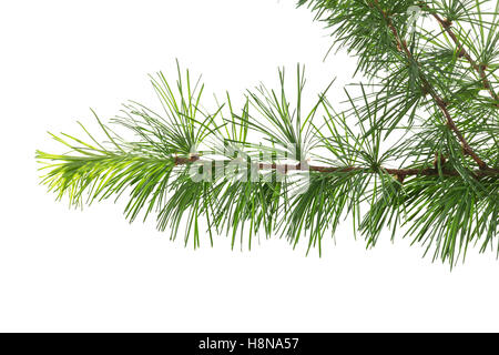 Japanische Lärche, Larix kaempferi, Larix leptolepis, Giapponese larice karamatsu, Le Mélèze du Japon Foto Stock