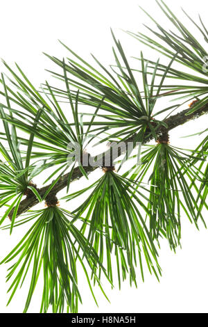 Japanische Lärche, Larix kaempferi, Larix leptolepis, Giapponese larice karamatsu, Le Mélèze du Japon Foto Stock