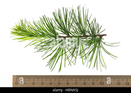 Japanische Lärche, Larix kaempferi, Larix leptolepis, Giapponese larice karamatsu, Le Mélèze du Japon Foto Stock