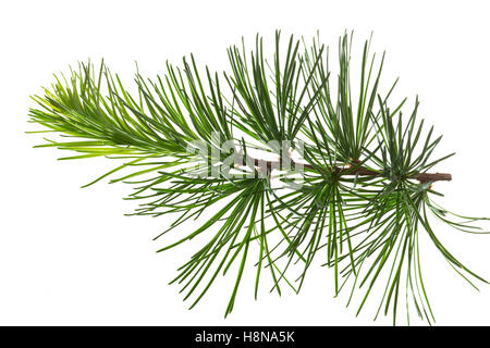 Japanische Lärche, Larix kaempferi, Larix leptolepis, Giapponese larice karamatsu, Le Mélèze du Japon Foto Stock