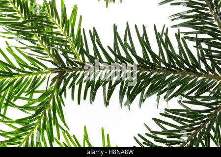 Weiß-Tanne, Weißtanne, Weisstanne, Edeltanne, Silbertanne, Tanne, Abies alba, Europeo abete bianco, argento-fir, Le Sapin blanc, S Foto Stock