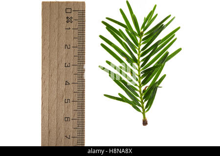 Weiß-Tanne, Weißtanne, Weisstanne, Edeltanne, Silbertanne, Tanne, Abies alba, Europeo abete bianco, argento-fir, Le Sapin blanc, S Foto Stock