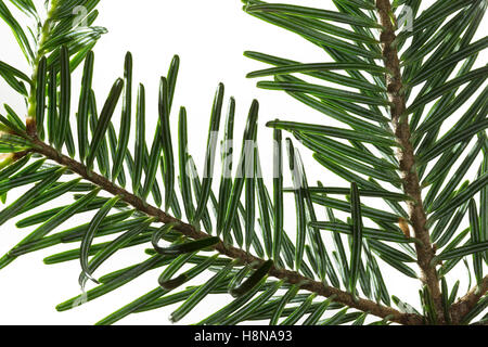 Weiß-Tanne, Weißtanne, Weisstanne, Edeltanne, Silbertanne, Tanne, Abies alba, Europeo abete bianco, argento-fir, Le Sapin blanc, S Foto Stock