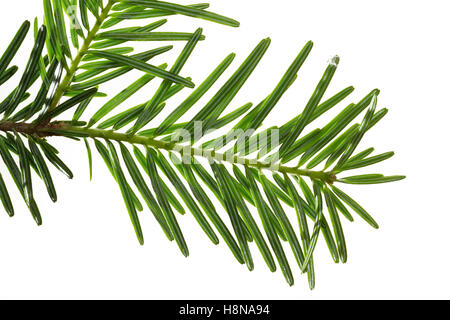 Weiß-Tanne, Weißtanne, Weisstanne, Edeltanne, Silbertanne, Tanne, Abies alba, Europeo abete bianco, argento-fir, Le Sapin blanc, S Foto Stock