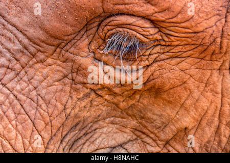 Le ciglia di un bambino orfano di elefante, Loxodonta africana, dopo un bagno di polvere al Sheldrick l'Orfanotrofio degli Elefanti, Nairobi, Kenya, elefante occhio Foto Stock