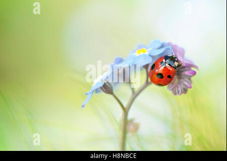 Un sette-spot Ladybird su un blu dimenticare-me-non fiore Foto Stock