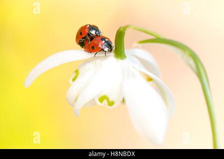 Due sette-spot Coccinelle coniugata su un fiore snowdrop Foto Stock