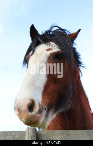 Marrone castagna cavallo appoggiata sopra una staccionata in legno, sorridente verso la telecamera Foto Stock