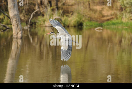 Airone cinerino (Ardea cinerea) battenti vicino la superficie dell'acqua all'Nthandanyathi nascondere nel Parco Nazionale di Kruger Foto Stock