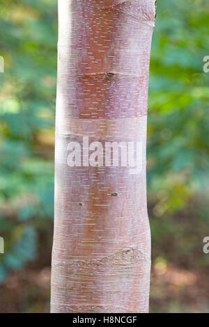 Betula albosinensis Septentrionalis corteccia. Foto Stock
