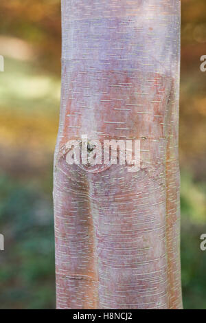 Betula albosinensis Septentrionalis corteccia. Foto Stock