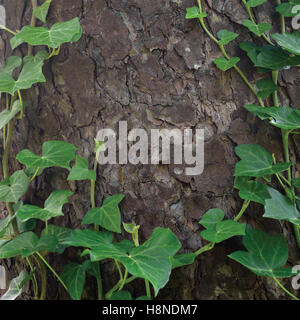 Arrampicata comune baltico steli di edera, Hedera helix L. var. baltica, nuovo e fresco giovane evergreen superriduttore foglie grandi verticale dettagliata Foto Stock