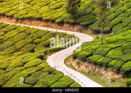 Svuotare la strada attraverso le piantagioni di tè in Munnar, India Foto Stock