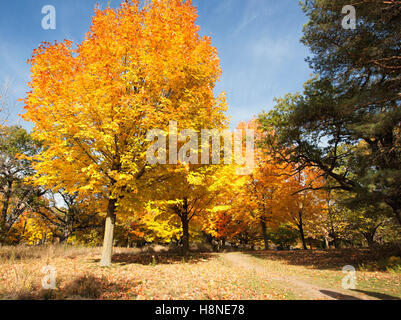 Luminose e colorate di giallo, arancione e rossa foglie di autunno nel parco Foto Stock