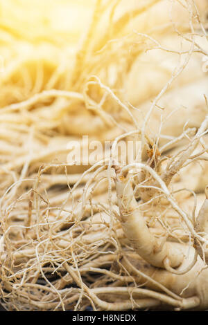 Primo piano della secca radici di ginseng a caldo con effetto ligth,herbal food concept,cibo sano concetto,messa a fuoco selettiva con blur backgroun Foto Stock