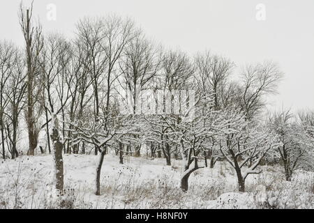 Neve, inizio inverno, villaggio, Europa orientale, Ucraina, regione di Sumy Foto Stock