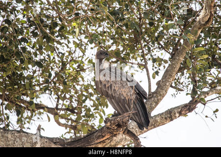 African white-backed vulture Appollaiato tra i rami di un albero Foto Stock