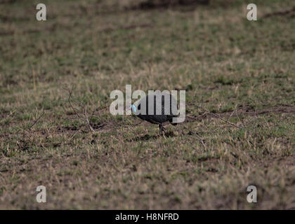Helmeted faraone nel nord del Serengeti Foto Stock