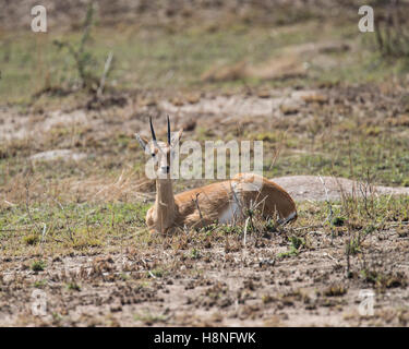 Oribi maschio nel nord del Serengeti Foto Stock