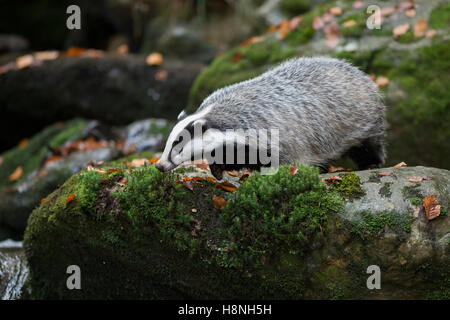 Unione Badger / Dachs ( Meles meles ), animale adulto, passeggiando lungo una wild creek, in piedi su una roccia e guardando verso il basso. Foto Stock