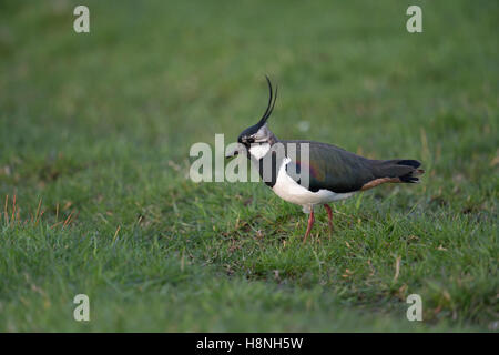 Pavoncella ( Vanellus vanellus ), maschio adulto con lunga cresta, seduti in un ampio prato umido, tipico che circonda. Foto Stock