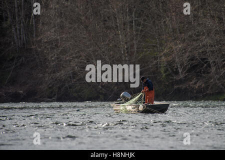 Pescatore commerciale controllare le sue reti per Steelhead e Salmoni Foto Stock