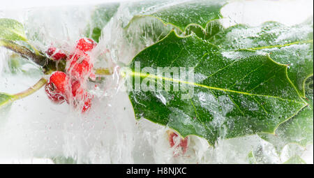 Closeup holly bacche e foglie racchiusi in blocco solido di ghiaccio, con interessanti bolla di aria patterns Foto Stock