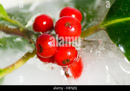 Closeup holly bacche e foglie racchiusi in blocco solido di ghiaccio, con interessanti bolla di aria patterns Foto Stock