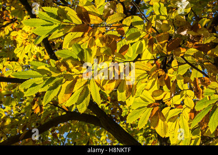 Il fogliame denso di dolce castagno (Castanea sativa) Albero che mostra le foglie in autunno i colori Foto Stock